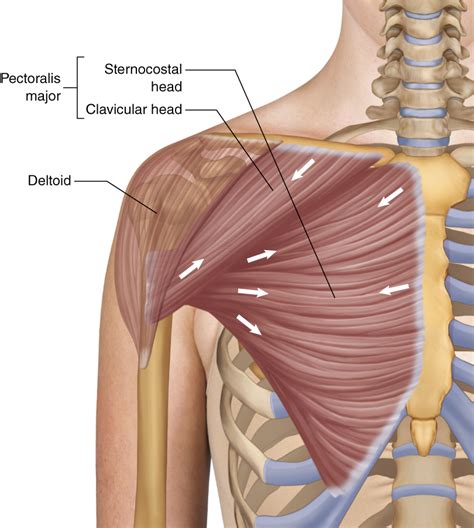 Major pectoralis leaked But it had caused them to miss a Sept